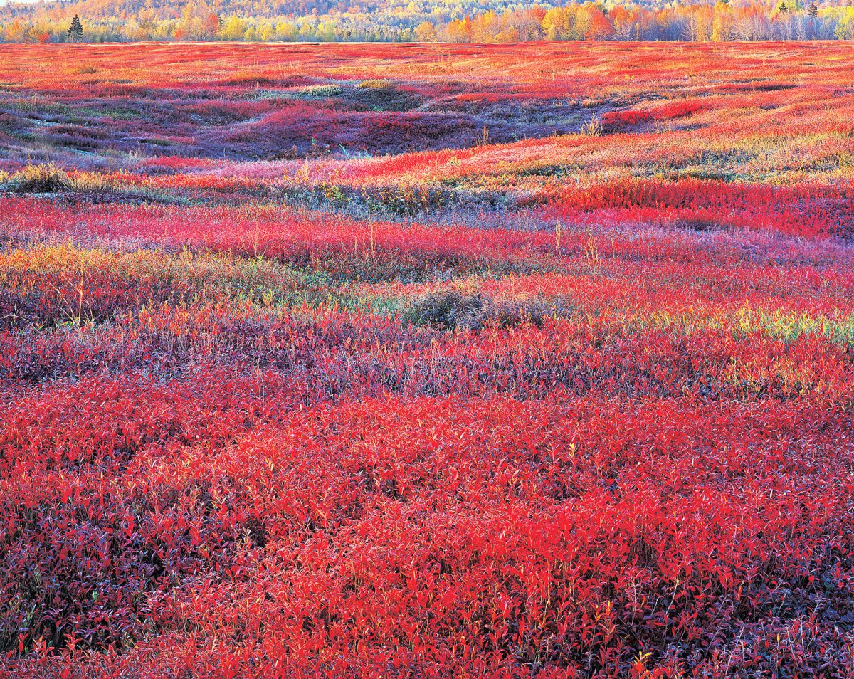 sunrise_and_autumn_blueberries_maine_1994-1.jpg